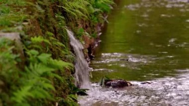 Şelale ile yapraklı kaplı kaya statik çekim. Su kaynağı dalgalanmalar ve yansıma ile görülebilir. Kaya yeşil ve yosunlu. Rio, Brezilya gün boyunca çekildi