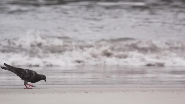 Strzał Gołębia Chodzenie Plaży Rio Janeiro Brazylia — Wideo stockowe