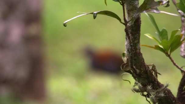 Стійка Фокус Постріл Бразильської Птиці Клювали Землі Знятий Ріо Бразилія — стокове відео