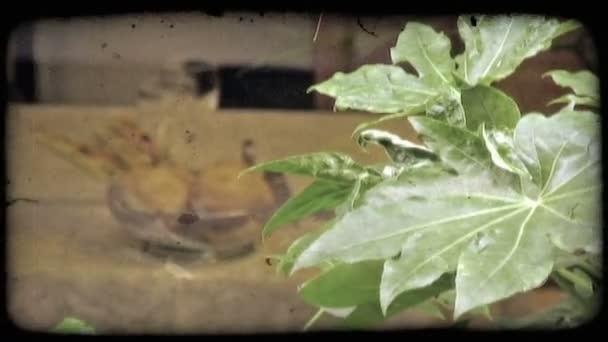 나뭇잎의 이탈리아의 배경에 바구니에 비스킷에 빈티지 양식에 일치시키는 비디오 — 비디오
