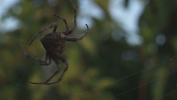 Detail Pavouk Lezoucí Jeho Převážně Neviditelného Webu Objevují Plazí Vzduchu — Stock video