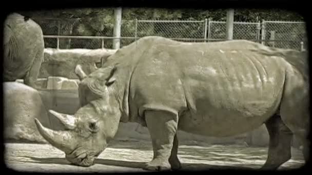 Large Grey Rhinos Stand Each Other Noses Horns Pointing Ground — Stock Video