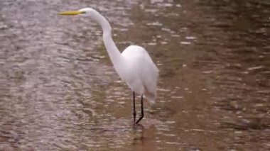 Suda yürüyen beyaz egret kuşunun statik tam vücut çekimi. Rio, Brezilya gün boyunca çekildi