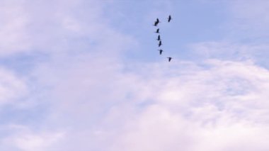 Mavi gökyüzünde kuş akın uçar.
