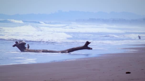 海滩上的一大片浮木 不受海浪影响 远处的山脉在地平线上可见 — 图库视频影像