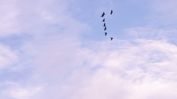 青い空を飛ぶ鳥の群れ — ストック動画