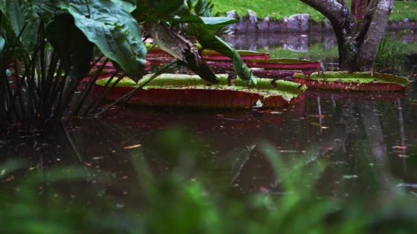 ブラジル リオの植物園で水と銀行のパンショット — ストック動画