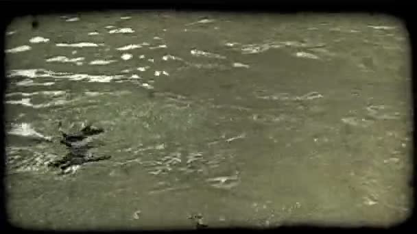 Många Svarta Och Vita Pingviner Simma Snabbt Genom Vattenpöl Som — Stockvideo