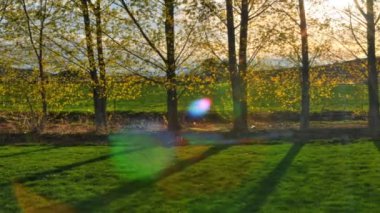 Zaman atlama atış lens ile kavak ağaçlarının flare