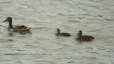 Yakın çekim üç ducklings anneleri bir gölde arkasında Yüzme fotoğrafını