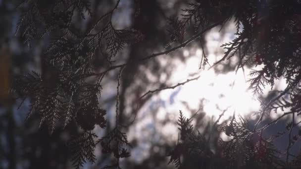 Imágenes Alto Contraste Bajo Ángulo Luz Solar Apenas Asomándose Través — Vídeos de Stock