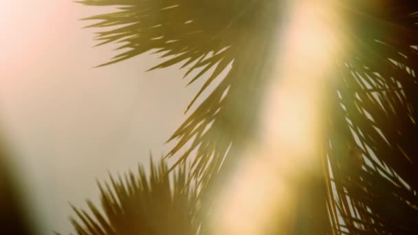Zbliżenie Panoramowanie Materiału Joshua Tree Pustyni Podczas Zachodu Słońca Nakręcony — Wideo stockowe