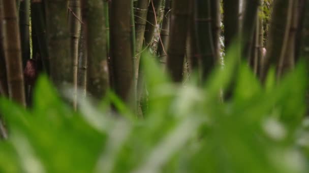 Rach Focus Shot Green Grass Trees Background Filmed Day Rio — Stock Video