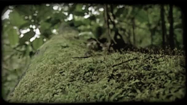 在树干上用绿叶和小树干对苔的特写架聚焦 复古风格化视频剪辑 — 图库视频影像