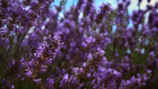 Close Rekken Schot Van Lavendel Een Honingbij Camera Richt Zich — Stockvideo