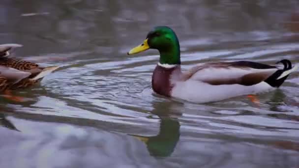 Primer Plano Patos Nadando Estanque — Vídeos de Stock