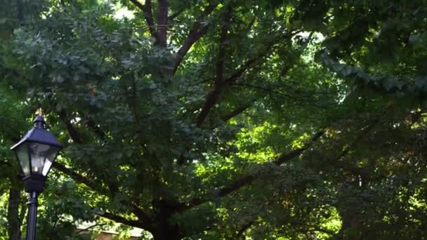 Inclinação Tiro Começando Árvores Terminando Entrada Capitólio Filmado Durante Dia — Vídeo de Stock