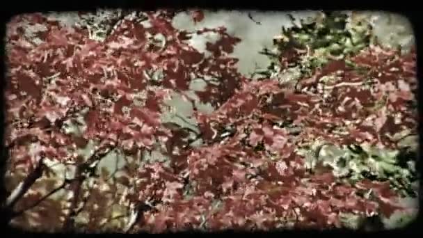 Serpenyőben Élénk Színű Piros Őszi Levelek Hegyvidéki Háttérrel Mert Rázza — Stock videók