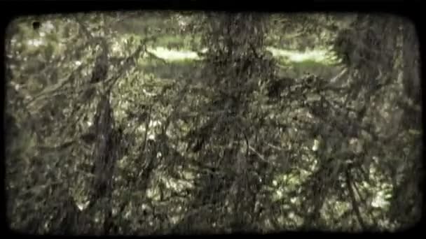 Дождь Итальянском Лесу Расстрелянный Времени Винтажный Стилизованный Видеоклип — стоковое видео