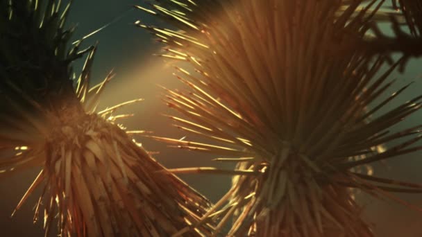 日落时分在沙漠中 乔舒亚树针的特写镜头 有些针是绿色的 有些是棕色的 内华达州拍摄 — 图库视频影像