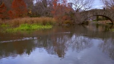 Central Park'taki kemerli köprüye doğru yüzen ördeklerin kaydırma atışı.