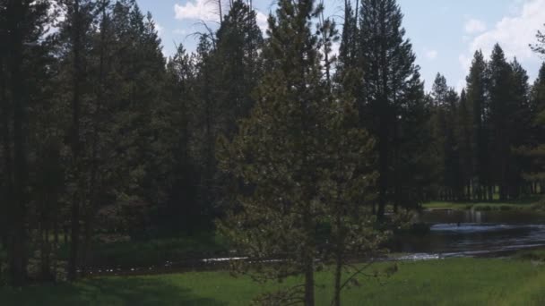 Colpo Medio Silhouette Alberi Yellowstone — Video Stock