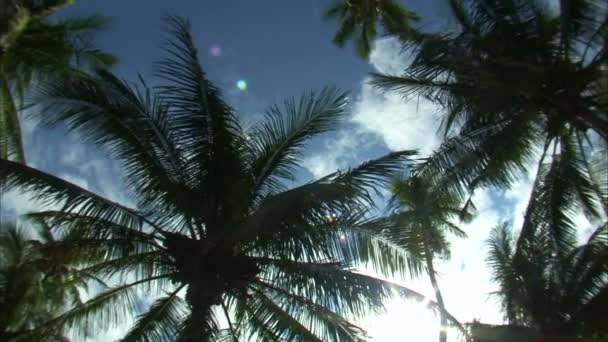 Ángulo Bajo Mirando Las Palmeras Contra Cielo Azul — Vídeo de stock