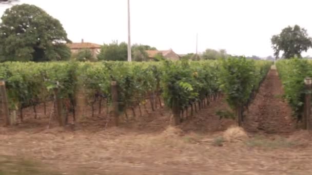 Tiro Passando Por Uma Vinha Toscana Itália — Vídeo de Stock