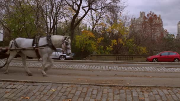 Lento Tiro Panorámico Dos Carruajes Tirados Por Caballos Nueva York — Vídeos de Stock