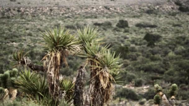 几棵沙漠植物的平移镜头 包括一棵乔舒亚树 俯下身来查看前面的刷子 杂草和草 在内华达州黄昏拍摄 — 图库视频影像