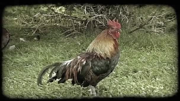 Dvě Divoká Kuřata Barevným Peřím Krájí Trávě Zelenými Keři Starobyný — Stock video