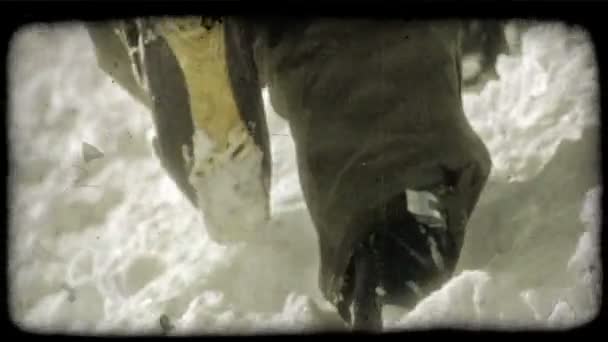 Крупный План Лыж Спинах Хардкорных Лыжников Сзади Поднимаются Гору Неся — стоковое видео