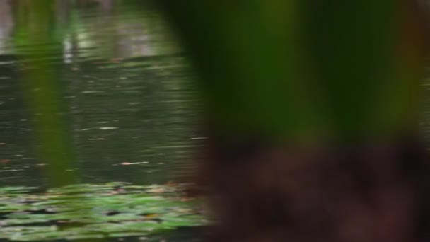 Panorering Skott Botaniska Trädgården Vatten Och Vegetation Fåglar Synliga Såväl — Stockvideo