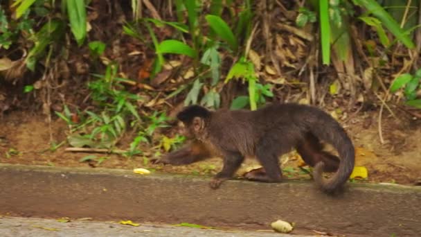 Pan Slow Motion Capuchin Monkey Carefully Moving Tree Trunk Densly — Stock Video