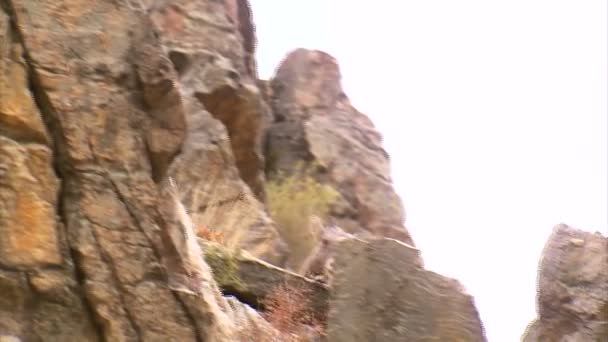 Grupo Cabras Montesas Trepando Sobre Rocas — Vídeos de Stock