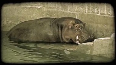Hippo yavaş yavaş bir hayvanat bahçesinde esaret merdivenlere su muhafaza onu büyük vücut çeker. Vintage stilize video klip.