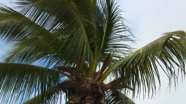 低角度拍摄的大棕榈树的顶端长叶在风中带着蓝色和白色背景中摇曳 — 图库视频影像