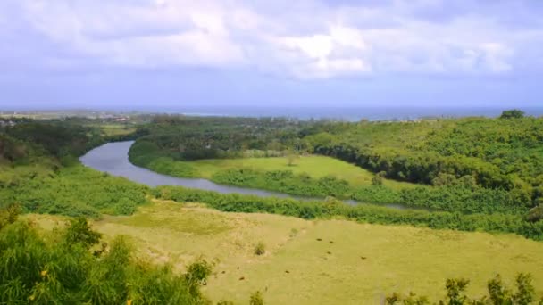 Timelapse Rzekę Wailua Kauai Istnieje Bydło Pasące Się Polu Poniżej — Wideo stockowe