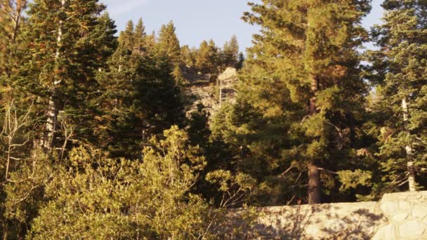 Statisk Billede Skov Nåletræer Dette Blev Taget Løbet Dagen Emerald – Stock-video