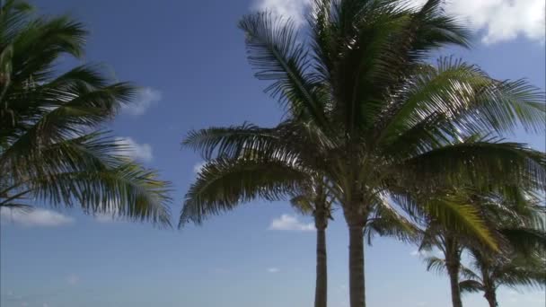 青い空を背景に風の強い日でヤシの木のショット — ストック動画