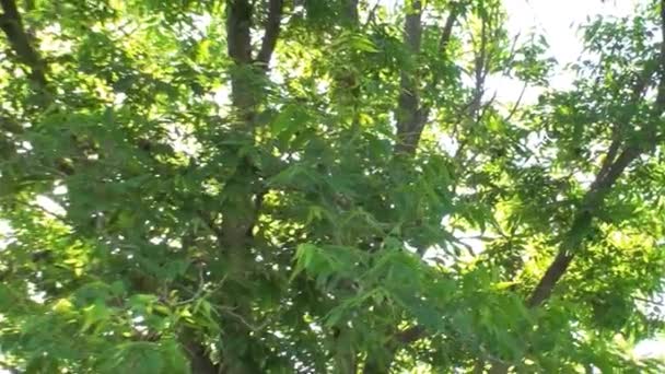 ユタ州林における樹木のレンズ フレア ショットをパンします 右からのカメラ鍋は太陽に修正焦点を左折 — ストック動画