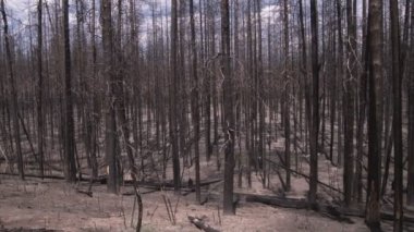 Yellowstone ormandaki yanık ağaç gövdeleri orta çekim.