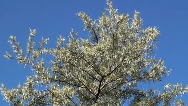 Acercamiento Toma Árbol Blanco Utah — Vídeos de Stock