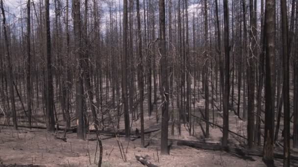 Mittlere Aufnahme Verbrannter Baumstämme Einem Yellowstone Wald — Stockvideo