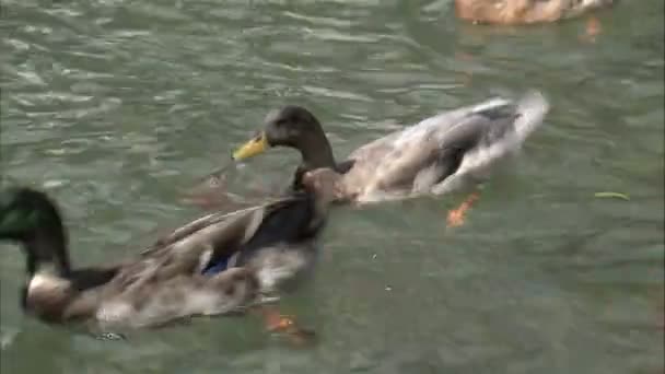 Tiro Perto Patos Correndo Lutando Por Comida Uma Lagoa — Vídeo de Stock