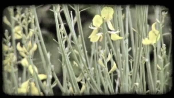 Sebuah Panci Yang Tersisa Dari Beberapa Bunga Kuning Italia Klip — Stok Video