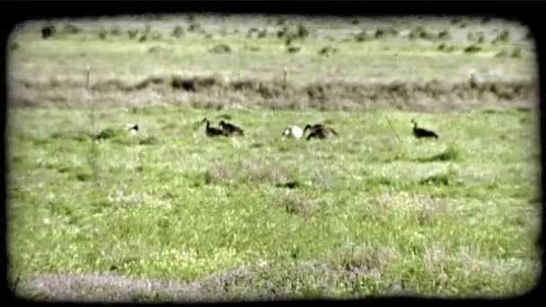 Μικρές Μαύρες Και Καστανές Χήνες Περπατούν Στη Μέση Ενός Αγροτεμαχίου — Αρχείο Βίντεο