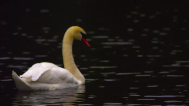 ロンドンのセントジェームズパークの湖で左から右に泳ぐ孤独な白鳥の静止したショット 水面には波紋と反射がある — ストック動画