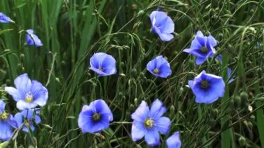Statik bir kadeh mavi Hercai Menekşe ve greass. Gün boyunca Utah filme.