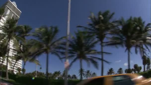 Trucking Shot Hotels Miami Palm Trees Foreground — Stock Video